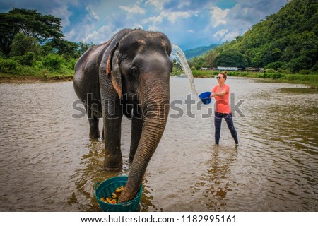 Female tourist baths an elderly female Asian elephant while she eats fruit from a basket in the calm muddy river water  at Elephant Nature Park in Chiang Mai, Thailand