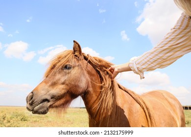 Female Tourist With Cute Pony Horse In Wildlife Sanctuary