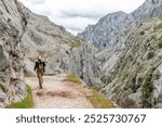 A female tourist hiking the picturesque Cares gorge in the Picos de Europa mountains, Asturias in Northern Spain