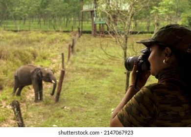 A Female Tourist Taking Photo Of A Wild Elephant Just Outside Of Fencing.