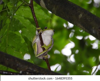 Female Tree Frog Have Reached Spawning Stock Photo 1648395355 ...