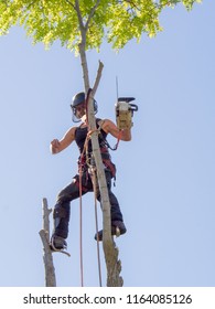 Female Tree Surgeon Balances On Top Of A Tree With A Chainsaw.The Woman Arborist Is Wearing Safety Equipment And Clothes.