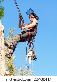 Female Tree Surgeon Checking Her Safety Ropes Up A Tree.The Woman Arborist Is Wearing Safety Equipment And Clothes.Her Chainsaw Is Attached To Her Belt