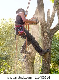 Female Tree Surgeon Covered With Sawdust While Cutting A Branch Of A Tree.The Woman Arborist Is Using A Chainsaw And Wearing Safety Equipment.