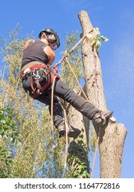 Female Tree Surgeon Cutting Branches While Roped At The Top Of A Tree. The Woman Arborist  Is Wearing A Safety Harness And Clothes.