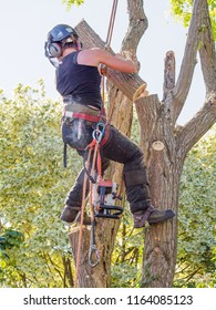 Female Tree Surgeon Removing Tree Branch After She Has Sawn It From A Tree.The Woman Arborist Is Wearing Safety Equipment And Has A Chainsaw.