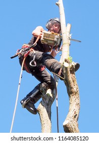 Female Tree Surgeon Using A Chainsaw Cutting Branches At The Top Of A Tree.The Woman Arborist Is Wearing Safety Equipment And Clothes.