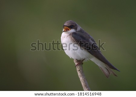 Female Tree Swallow Perched On End of Branch Singing