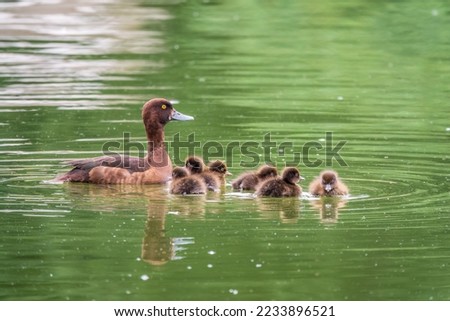 Female Tufted duck swims with her ducklings in green lake water. A beautiful female Tufted Duck, Aythya fuligula, swimming in lake with her cute babies. The duck takes care of its newborn ducklings.