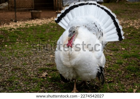 Female turkey showing her feathers