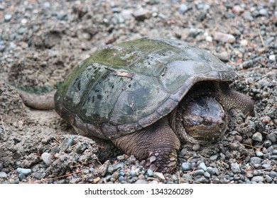 Female Turtle Laying Eggs Stock Photo 1343260289 | Shutterstock