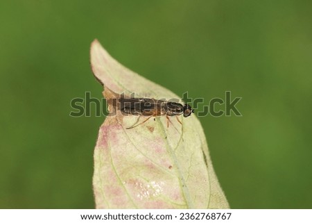 Female Twin-spot Centurion Soldier Fly (Sargus bipunctatus) on a leaf. Subfamily Sarginae. Family Soldierflies (Stratiomyidae). Dutch garden. Late summer, September.                               