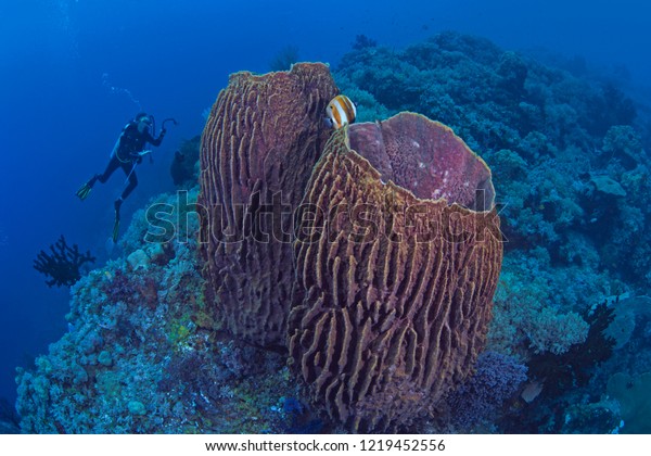  Female underwater videographer\
photographs a pair of giant barrel sponges  (Xestospongia muta) on\
the ledge of a coral reef. Raja Ampat, Indonesia,\
2018
