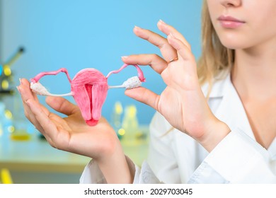 Female uterus and ovaries. Female anatomy concept. Detailed uterus in hands of doctor. Uterine health. atomy of uterus and ovaries. Gynecological health. Selective focus. Caring for women's health