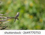 Female Vermilion Flycatcher (Pyrocephalus rubinus) perched on a dry branch.