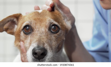 Female vet checking ears of adorable jack russell terrier dog. Cropped shot of a cute puppy having its ears examined by professional veterinarian