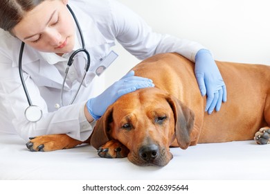 Female Vet Examining Sick And Sad Rhodesian Ridgeback Dog 