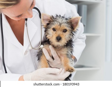 Female Vet Holding Cute Puppy In Hospital