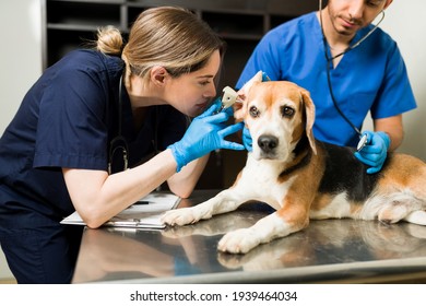 Female vet using an otoscope to examine the ear of a beautiful beagle dog. Sick cute pet sitting at the examination table at the animal clinic - Shutterstock ID 1939464034