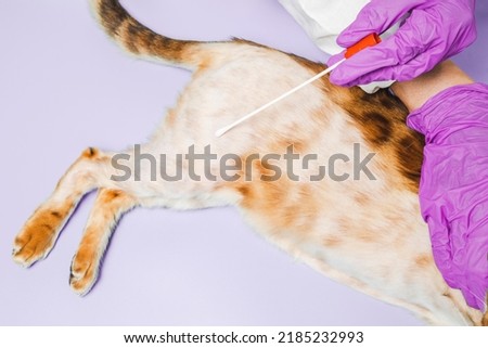 A female veterinarian analysis the skin of a Bengal cat. An animal with alopecia and baldness in a vet clinic. The concept of veterinary examination of a pet.