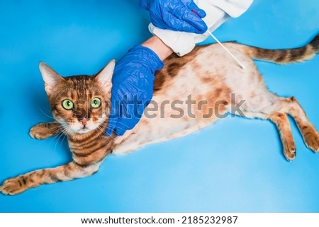 A female veterinarian analyzes the skin of a frightened Bengal cat. An animal with alopecia and baldness in a veterinary clinic. The concept of veterinary examination of a pet.