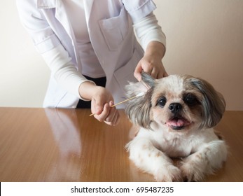 Female Veterinarian Cleaning Ears To Nice Shih Tzu Dog With Ear Cleaning Rod Or Cotton Stick On Wood Table At Veterinary Clinic. Pet Health Care And Medical Concept. Copy.space.