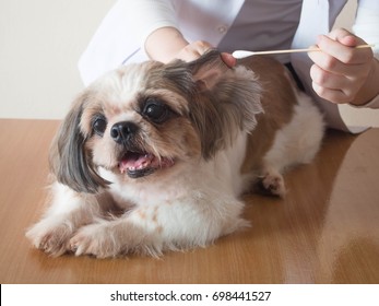 Female Veterinarian Cleaning Ears To Nice Shih Tzu Dog With Ear Cleaning Rod Or Cotton Stick On Wood Table At Veterinary Clinic. Pet Health Care And Medical Concept. Close Up.