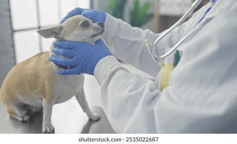 A female veterinarian in a clinic examines a chihuahua with attentive care, showcasing her professionalism and compassion. - Powered by Shutterstock