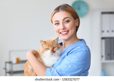 Female Veterinarian With Cute Cat In Clinic