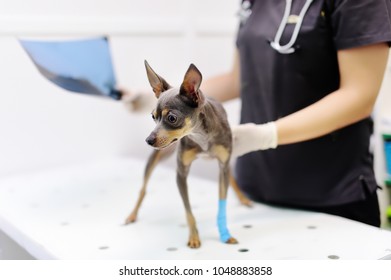 Female Veterinarian Doctor With Dog Looking At X-ray During The Examination In Veterinary Clinic. Little Dog Terrier With Broken Leg In Veterinary Clinic