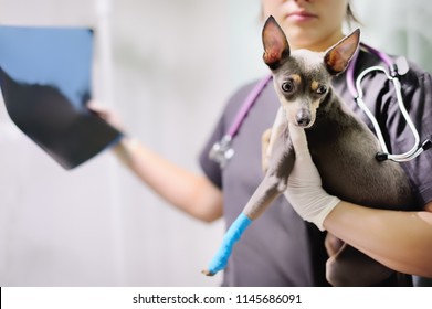 Female Veterinarian Doctor With Dog Looking At X-ray During The Examination In Veterinary Clinic. Little Dog Terrier With Broken Leg In Veterinary Clinic