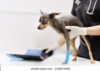 Female Veterinarian Doctor With Dog Looking At X-ray During The Examination In Veterinary Clinic. Little Dog Terrier With Broken Leg In Veterinary Clinic