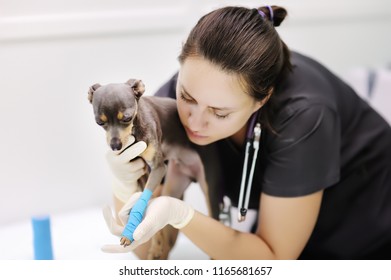 Female Veterinarian Doctor With Dog Looking At X-ray During The Examination In Veterinary Clinic. Little Dog Terrier With Broken Leg In Veterinary Clinic