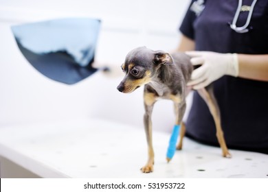 Female Veterinarian Doctor With Dog Looking At X-ray During The Examination In Veterinary Clinic. Little Dog With Broken Leg In Veterinary Clinic