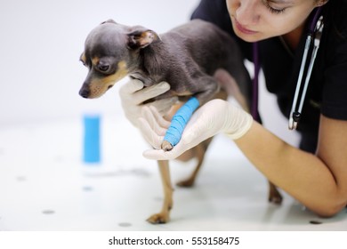Female Veterinarian Doctor During The Examination In Veterinary Clinic. Little Dog With Broken Leg In Veterinary Clinic
