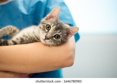 Female veterinarian doctor is holding a cat on her hands - Powered by Shutterstock
