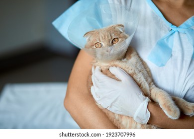 Female Veterinarian Doctor Is Holding  On Her Hands A Cat With Plastic Cone Collar After Castration, Veterinary Concept.