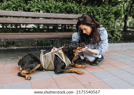 A female veterinarian, a doctor in uniform, helps a Rottweiler dog in a special corset to recover from an operation while sitting in the park. Animal photography.