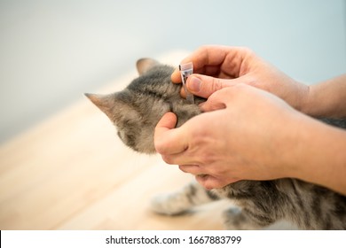 Female veterinarian doctor uses anti-flea drops to treat a cat