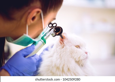 Female Veterinarian Exam Ear Of Persian Cat At Pet Ambulance