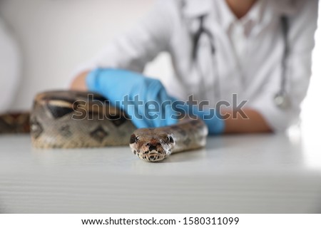 Female veterinarian examining boa constrictor in clinic, closeup