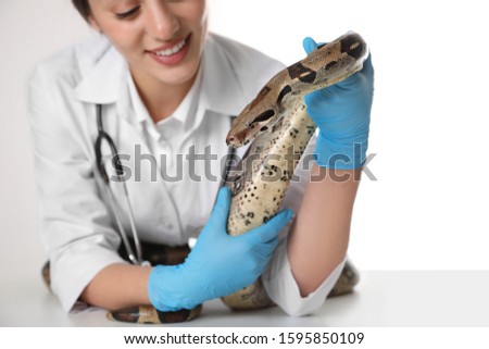 Female veterinarian examining boa constrictor in clinic, closeup