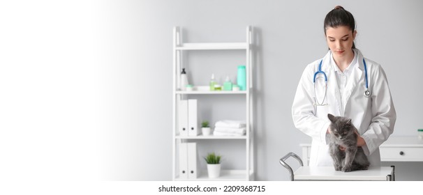 Female Veterinarian Examining Cute Grey Cat In Clinic. Banner For Design