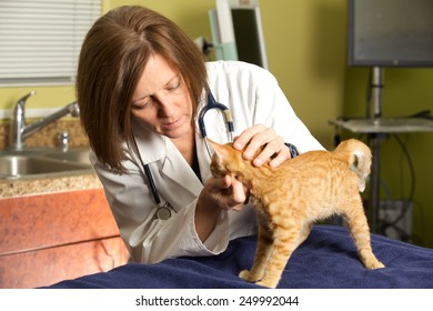 A Female Veterinarian Examining A Kitten In Her Exam Room