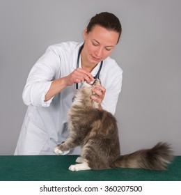 Female Veterinarian Giving A Cat An Anti Worm Pill