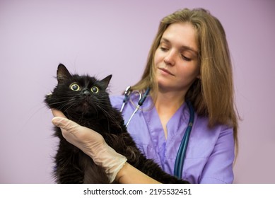 Female Veterinarian Holding A Black Cat In Her Arms In The Clinic