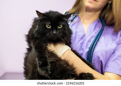 Female Veterinarian Holding A Black Cat In Her Arms In The Clinic