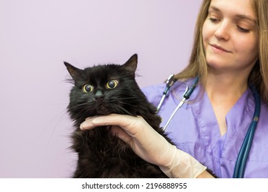 Female Veterinarian Holding A Black Cat In Her Arms In The Clinic