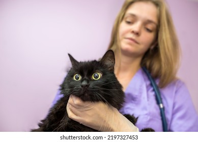 Female Veterinarian Holding A Black Cat In Her Arms In The Clinic