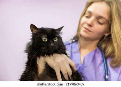 Female Veterinarian Holding A Black Cat In Her Arms In The Clinic